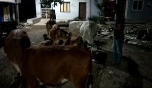 Pratapgarh: ABVP की ओर से चलाया गया लंपी स्किन रोको अभियान, पशुपालकों से जागरूक रहने की अपील 